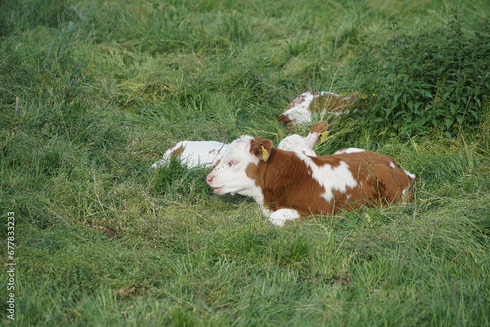 Herd of cows lying in green grass