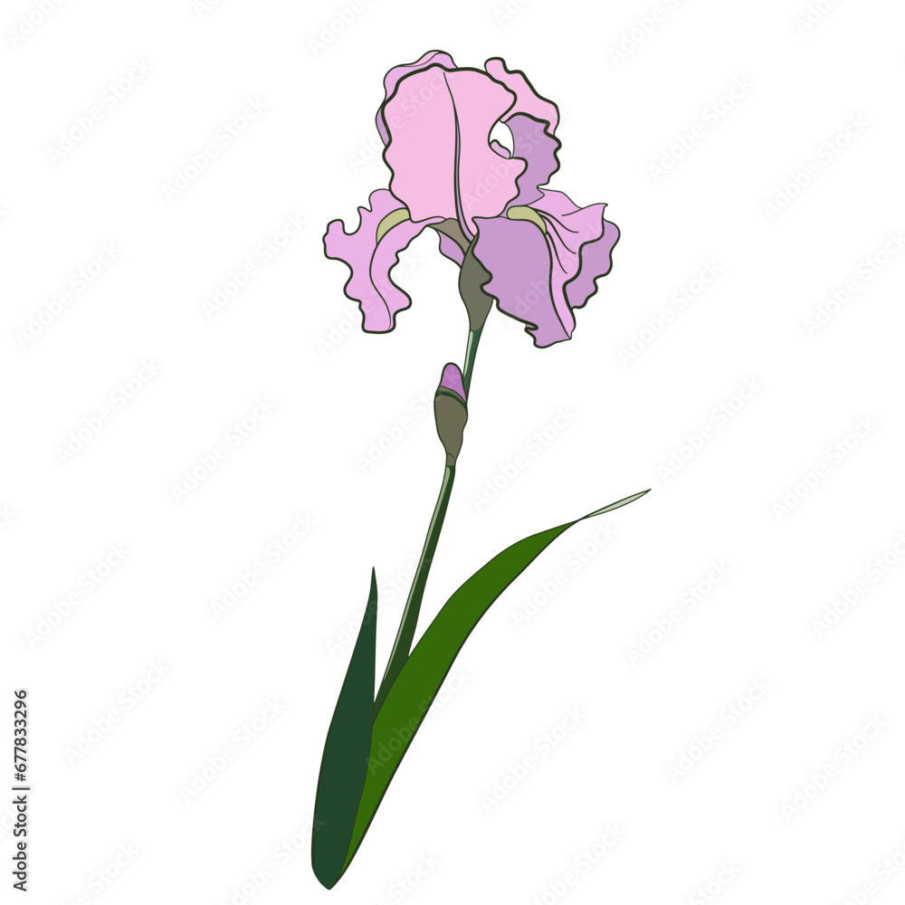 Vector Illustration of Iris Flower