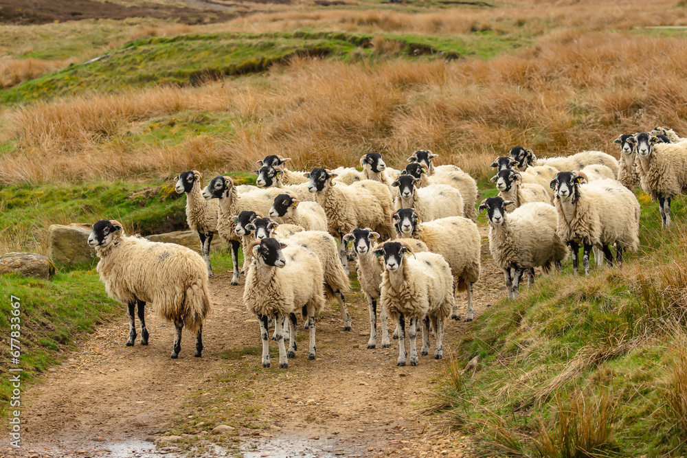 Fototapeta premium A flock of Swaledale Sheep in Springtime, moving down off the high moors in Swaledale, Yorkshire Dales, UK. Alert and facing camera. Horizontal. Copy Space