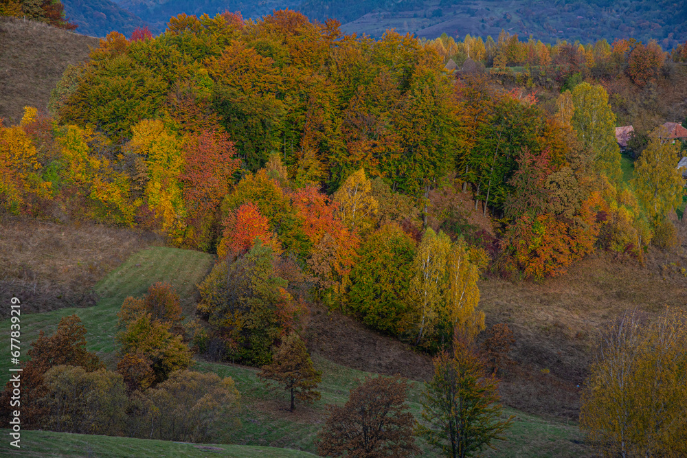 Colorful autumn trees with a row of pines on a hillside in October Colorful autumn trees with a row of pines on a hillside in October
