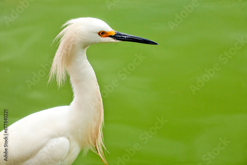 The Great White Egret is the largest of the white herons. photo