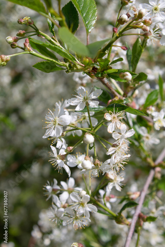branch of a cherry tree