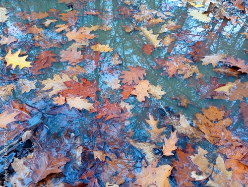 Texture of fallen leaves in water. Forest texture of yellow leaves. Autumn theme in the rain. Reflection of trees in a puddle.
