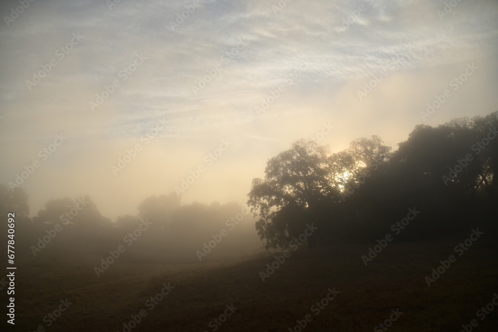 misty morning in the forest misty morning in the forest
