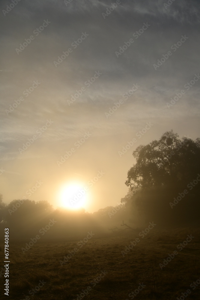 sunrise over the pond