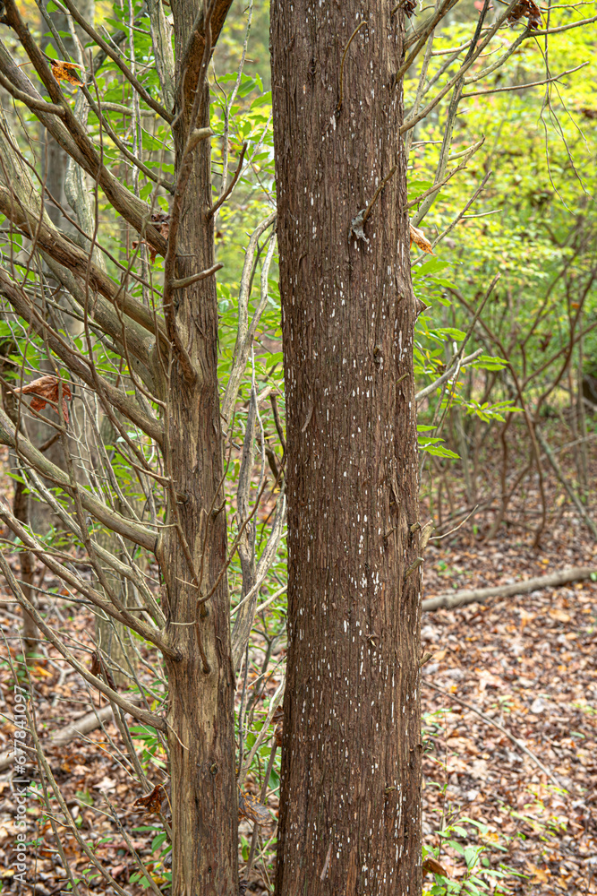 Dry Nature Dry Nature