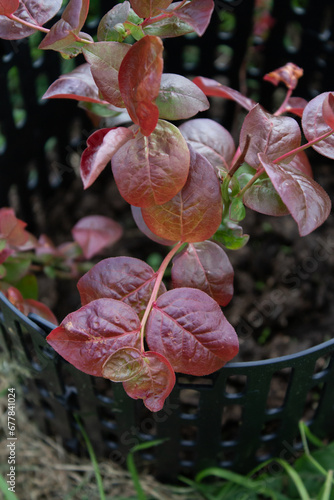red and yellow flowers