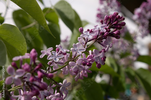 blooming branch of a garden plant lilac close-up