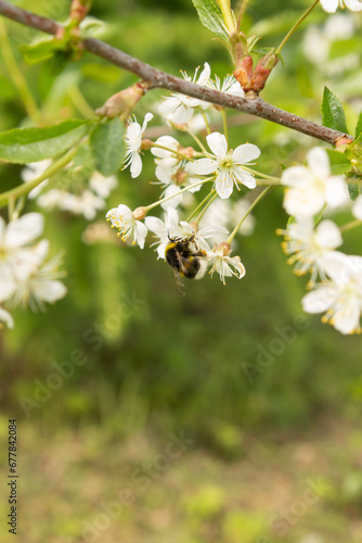 natural background with spring white garden cherry flowers and bumblebee