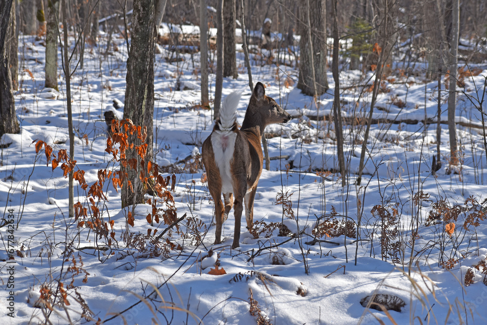 whitetail deer (Odocoileus virginianus) or Virginia Deer in wooded area in early winter whitetail deer (Odocoileus virginianus) or Virginia Deer in wooded area in early winter