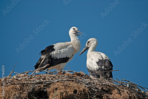 Young white storks  Ciconia ciconia  in nest against a blue sky background.
