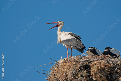 White stork (Ciconia ciconia) feeding her young in the nest.