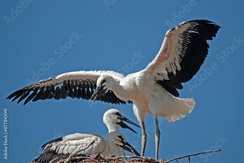 A baby white stork (Ciconia ciconia) trying to fly in the nest.