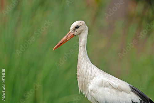 Free text field with a beautiful white stork (Ciconia ciconia) on a natural green background.