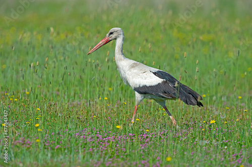 White stork (Ciconia ciconia) foraging among yellow and purple flowers in spring.