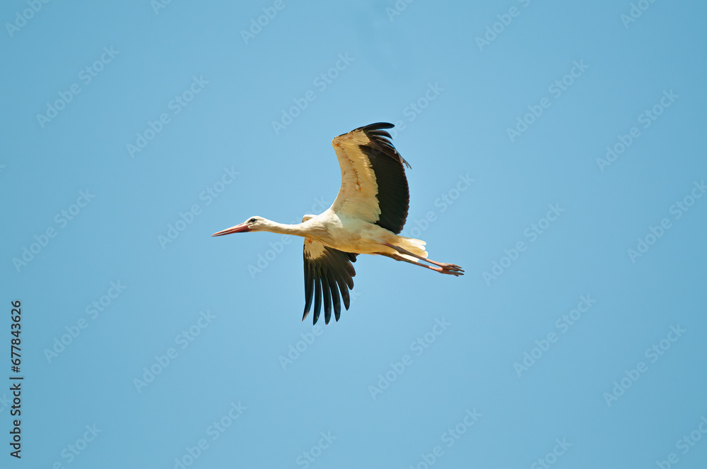 Obraz premium A white stork (Ciconia ciconia) flying against a blue sky background Free text field.