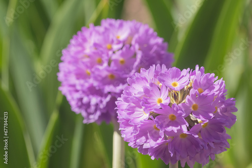 Two flowers of purple primula denticulata or drumstick primula in a garden close-up against a background of green leaves with shallow depth of field.