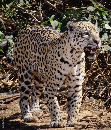 onça pintada pantanal