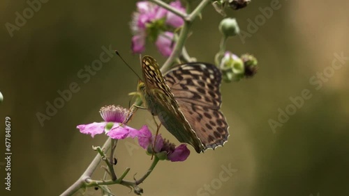 A close-up of a Silver washed Fritillary forma valesina foraging on blackberry blossom photo