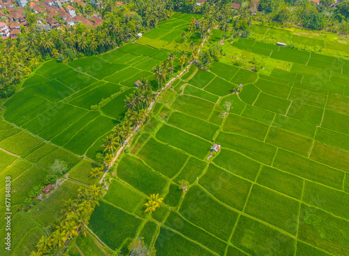 Aerial scenic drone view over rice fields in Bali island. Green rice terraces located next to Ubud city center