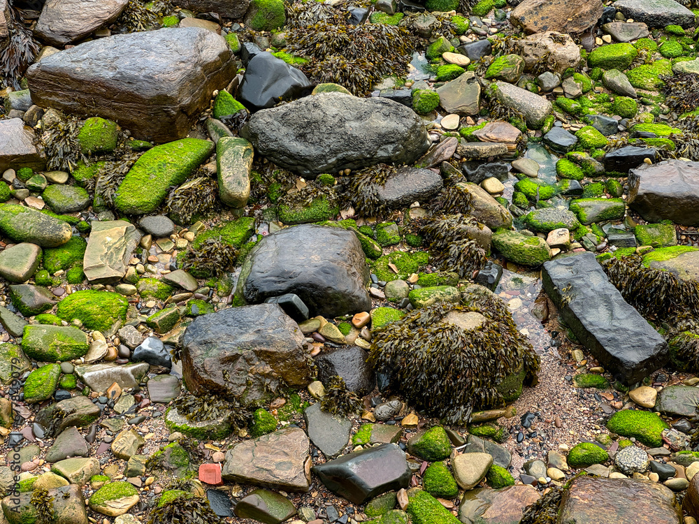 Seaweed and flotsam at low tide at a beach. Green algae, rocks and small shells Seaweed and flotsam at low tide at a beach. Green algae, rocks and small shells