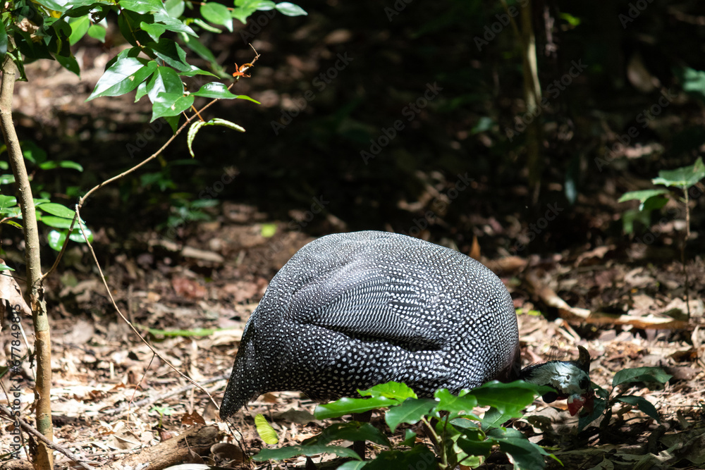 An Helmeted guineafowl living freely in the park represents the harmony between nature and urban life.