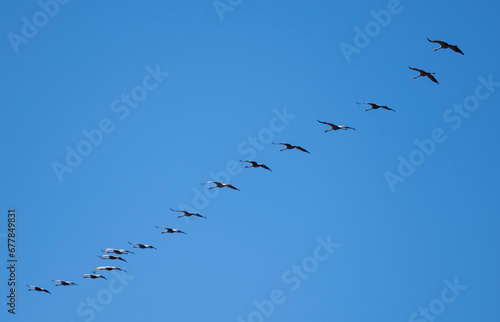 Common Cranes, Laguna de Gallocanta