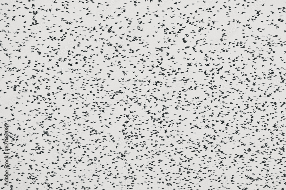 flock of starlings in the sky