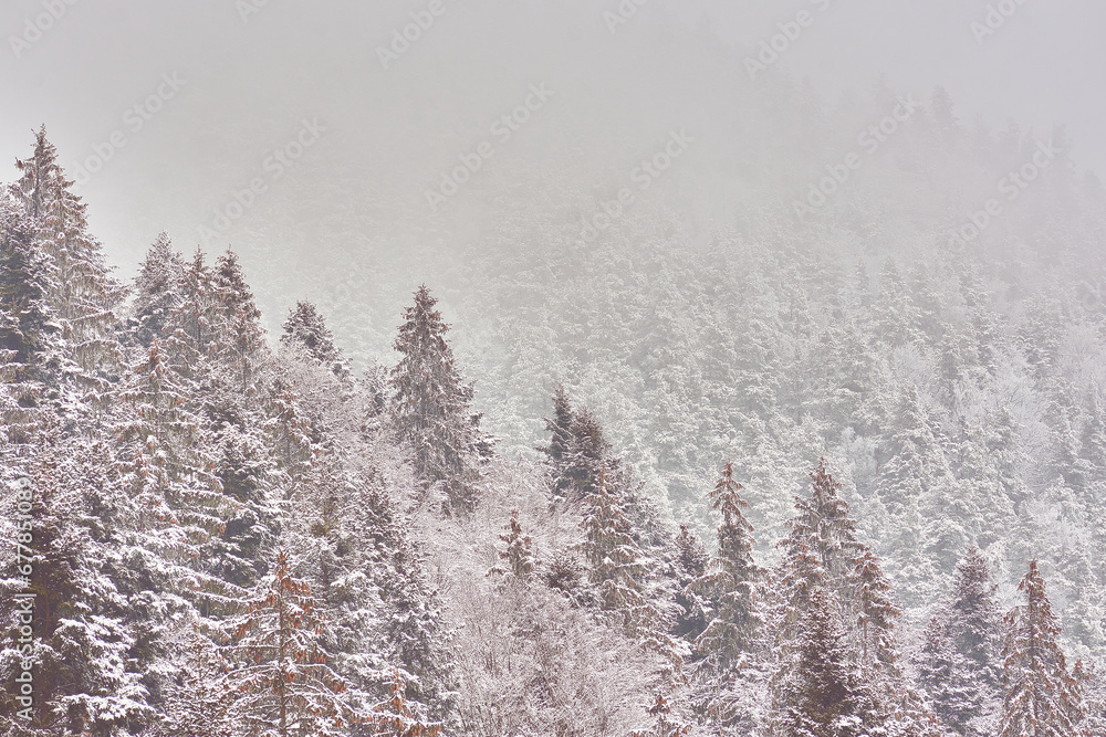 winter mountain landscape with snow and snow-covered fir trees