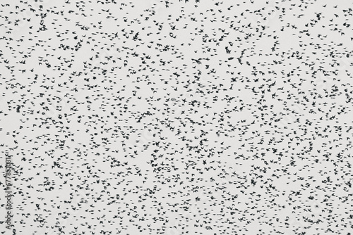 Obraz na płótnie flock of starlings in the sky w salonie
