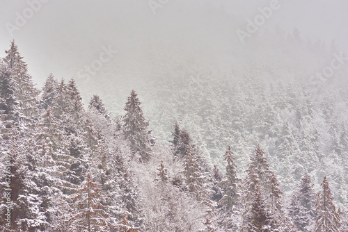 Obraz na płótnie winter mountain landscape with snow and snow-covered fir trees w salonie