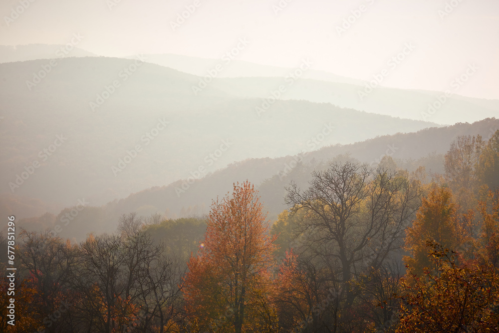 beautiful autumn landscape with forest in the fog