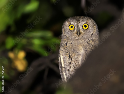Syczek z Gradaca... Syczek (Otus scops) (Eurasian Scops Owl) 2023-09-02 godz. 00.40, Gradac, Chorwacja, Croatia, © Robert Nowakowski