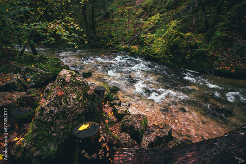 river in the forest
