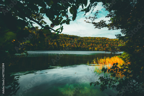 lake in the forest