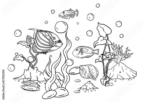  Vector illustration of a coloring book of the underwater world with beautiful fish, shells, algae in the sea