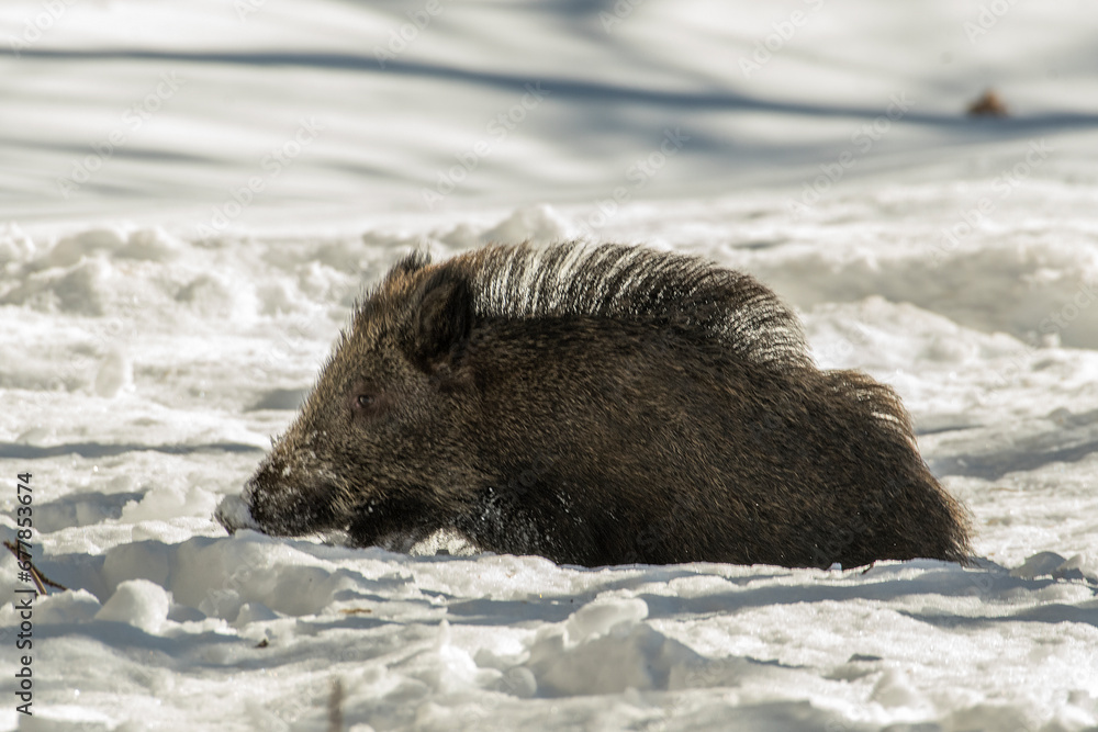 Wild boar facing deep snow. Italian Alps.