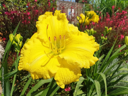 Single large yellow hemerocallis flower. photo