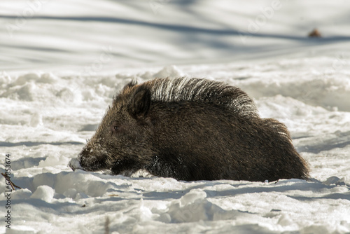 Obraz na płótnie Wild boar facing deep snow. Italian Alps. w salonie