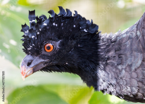 Great Curassow (Crax rubra) Amidst Nature's Elegance photo