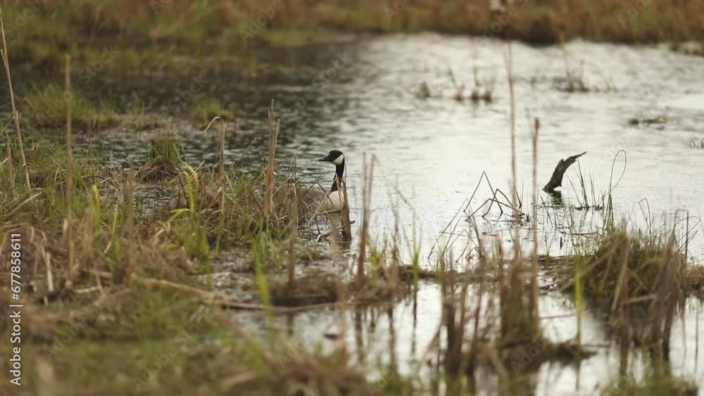 Goose swimming in a pond at the Frink Center in Ontario, Canada. Goose swimming in a pond at the Frink Center in Ontario, Canada.