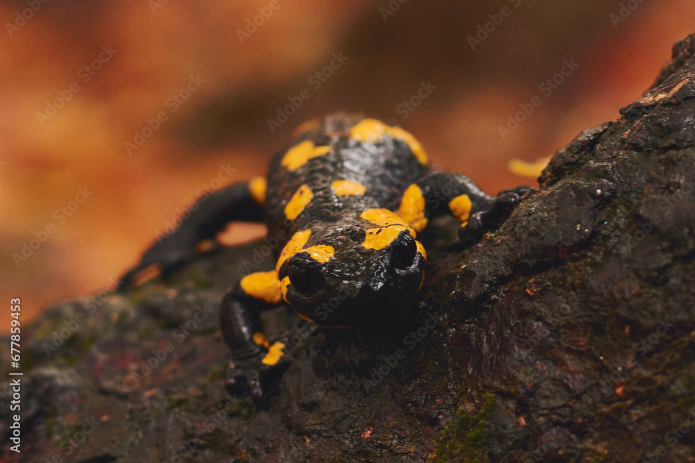 autumn salamander in the forest standing on the tree trunk