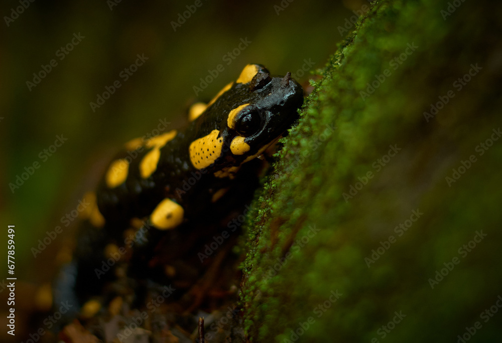 autumn salamander in the forest standing on the tree trunk