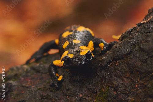 Obraz na płótnie autumn salamander in the forest standing on the tree trunk w salonie