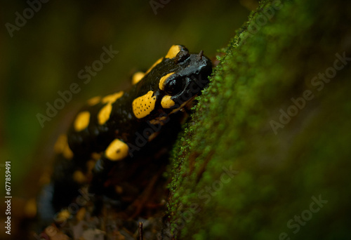 Obraz na płótnie autumn salamander in the forest standing on the tree trunk w salonie