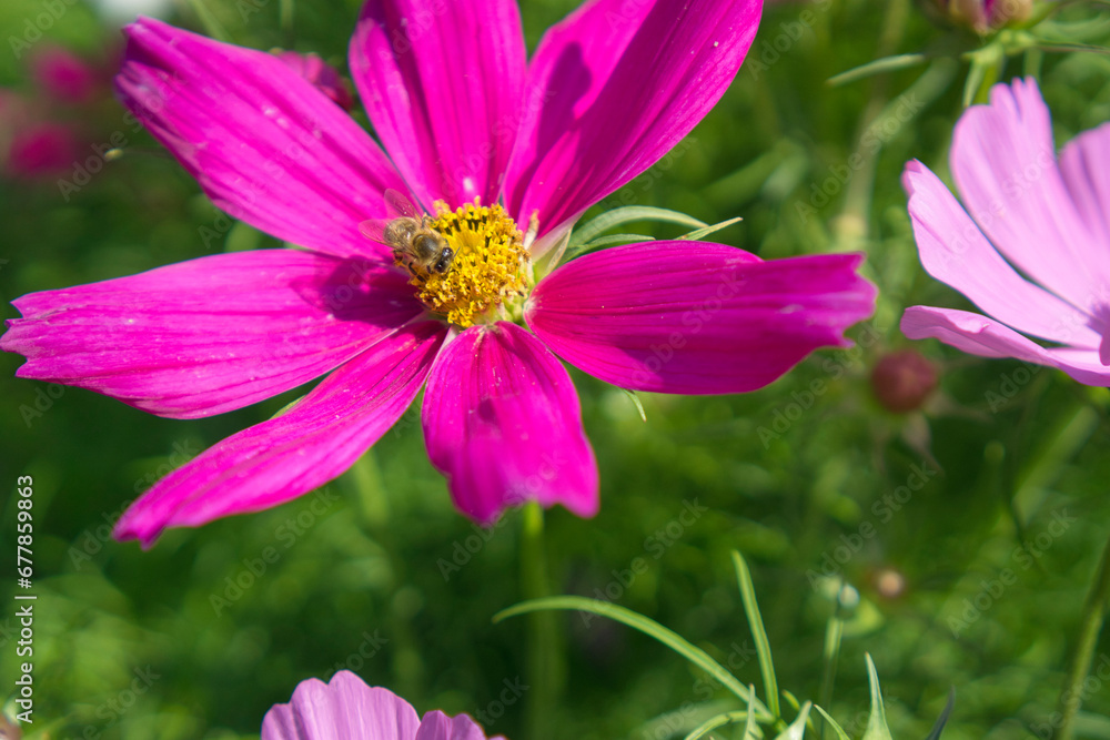 Schmuckkörbchen - Cosmos bipinnatus pink rosa Schmuckkörbchen - Cosmos bipinnatus pink rosa