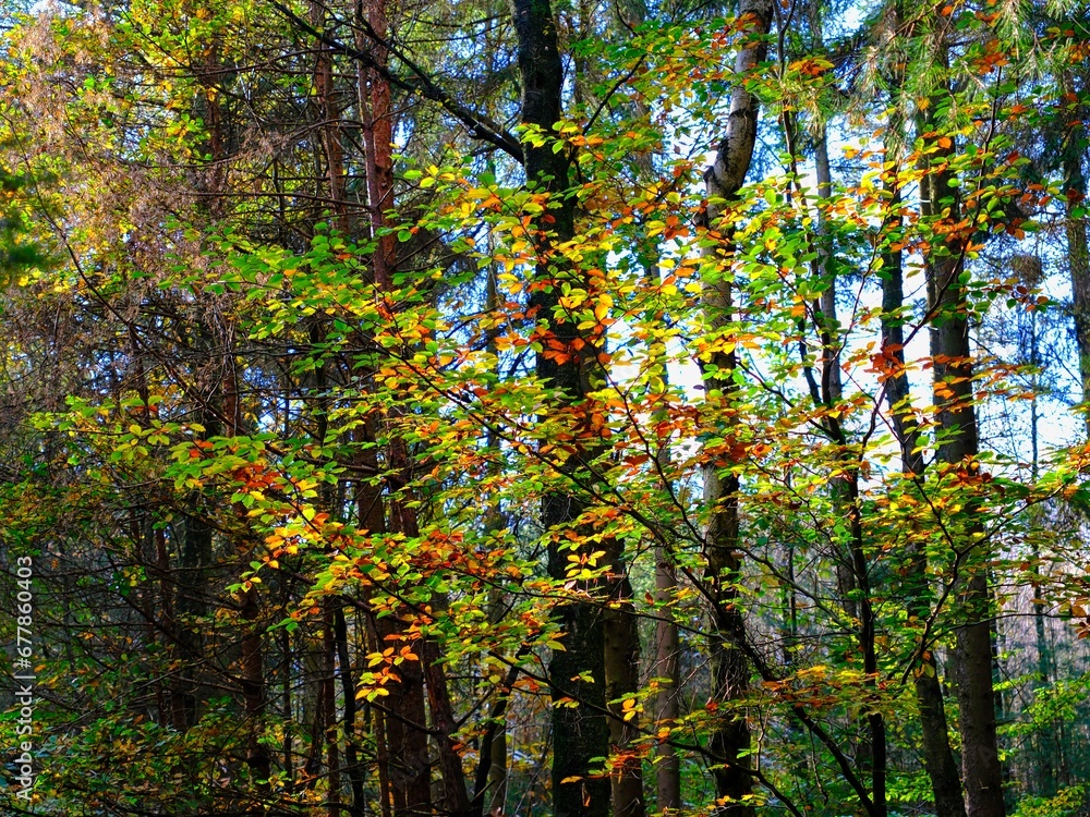 Fototapeta premium Herbst im deutschen Wald mit vielen bunten Farben