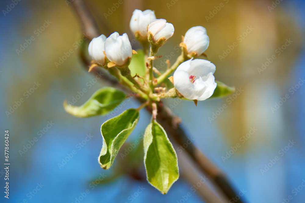 cherry blossom in spring in the garden