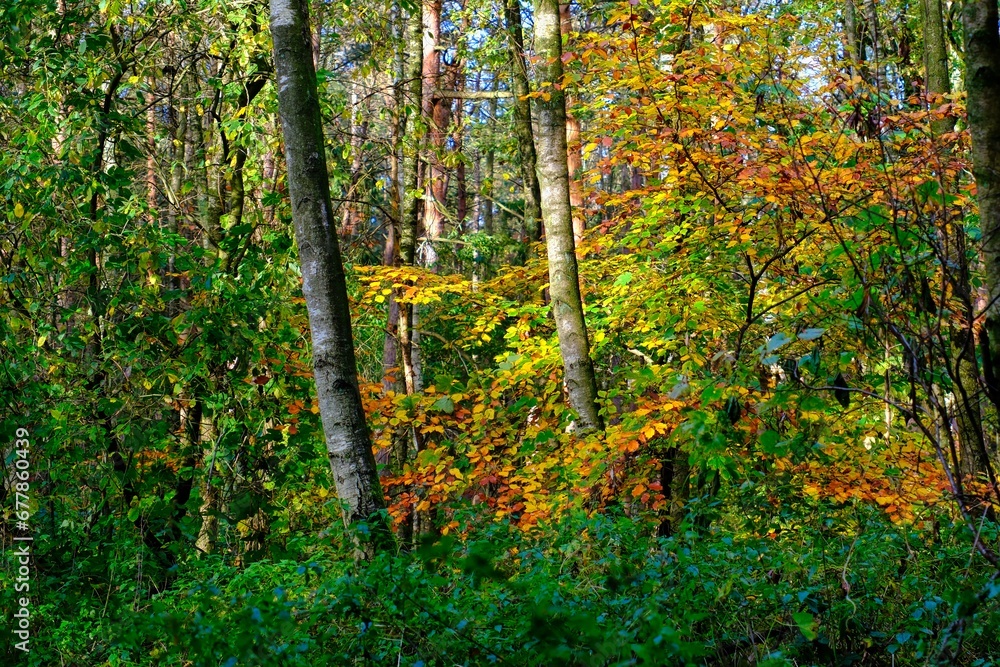 Herbst im deutschen Wald mit vielen bunten Farben Herbst im deutschen Wald mit vielen bunten Farben