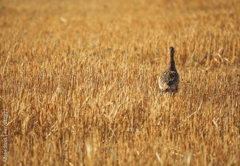 Phasianus colchicus running on stubble in summer